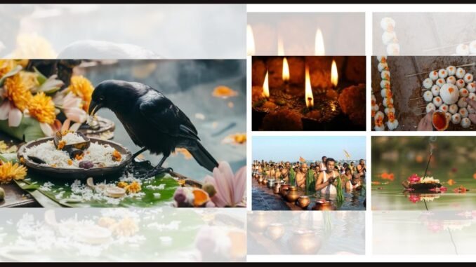 Feeding the Messengers of Ancestors: Why Crows Hold a Sacred Role in Pitru Paksha Rituals Feeding the Messengers of Ancestors: Why Crows Hold a Sacred Role in Pitru Paksha Rituals