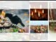 Feeding the Messengers of Ancestors: Why Crows Hold a Sacred Role in Pitru Paksha Rituals